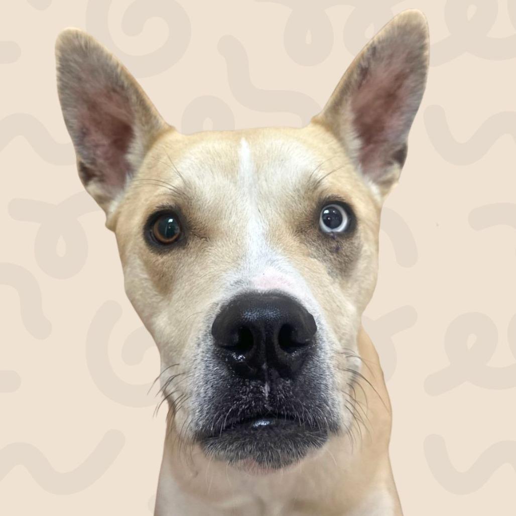 Cloud, a Adoptable mixed breed in Reno, NV image 6/6