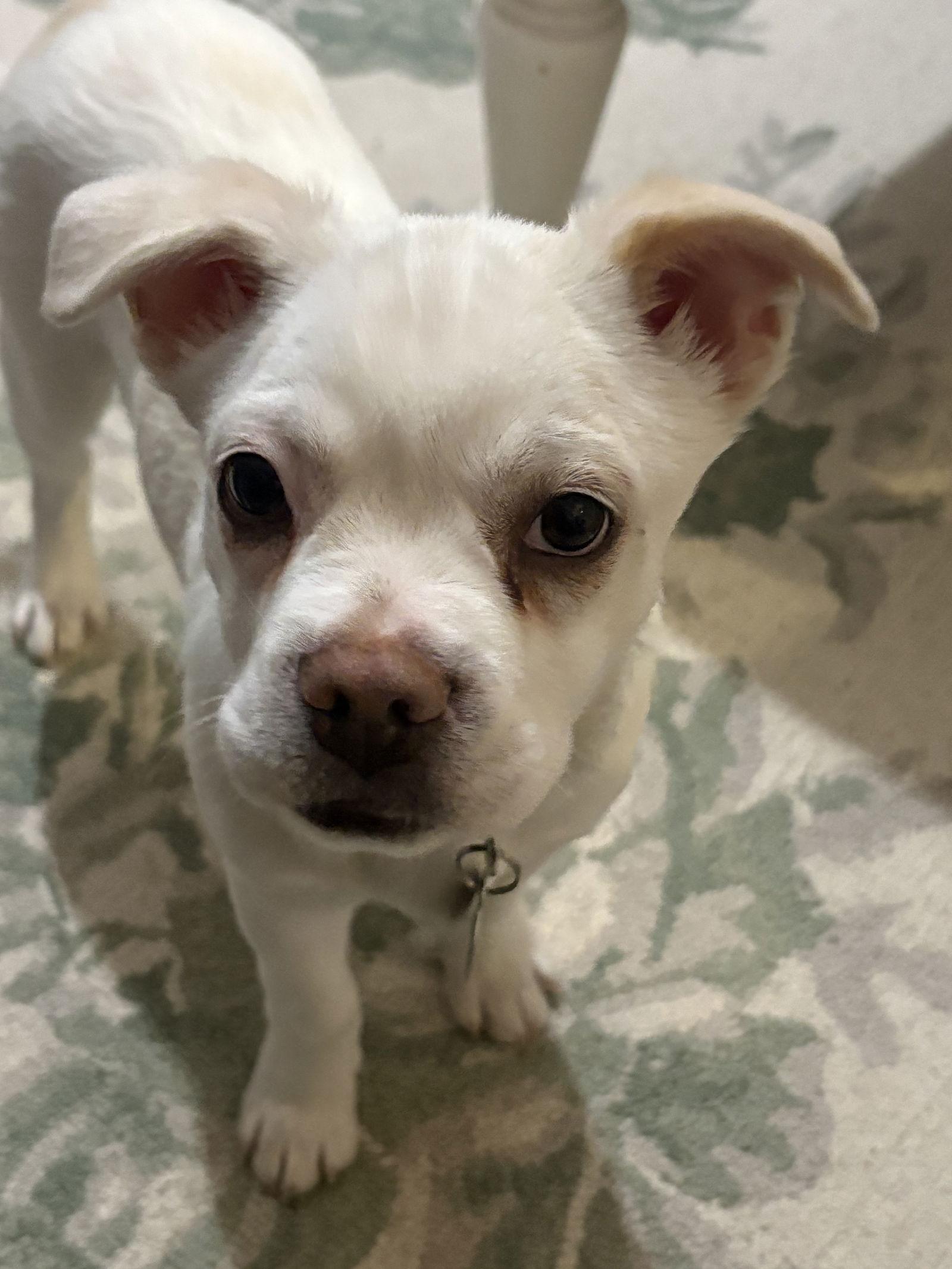 Hobbs, Adoptable, Puppy Male American Bulldog.