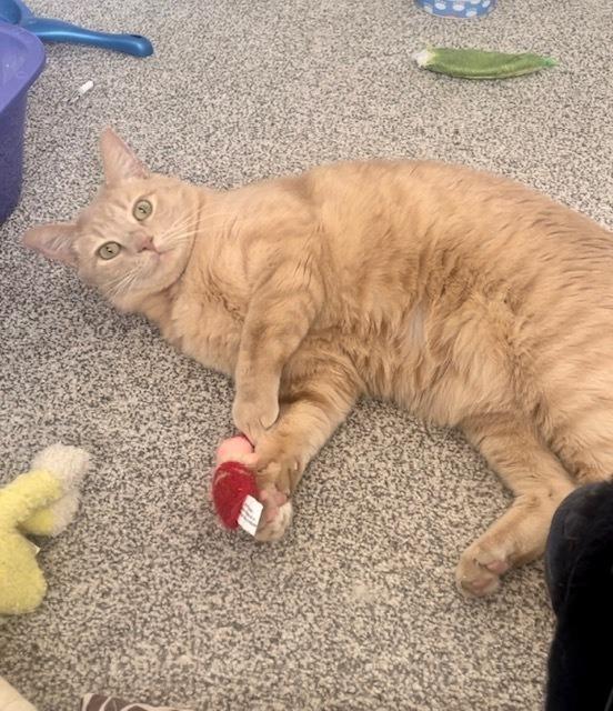 Taco, Adoptable, Adult Female Domestic Short Hair.