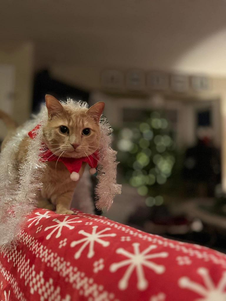 Enlarge Taco, a Adoptable mixed breed in Calgary, AB image 3/6