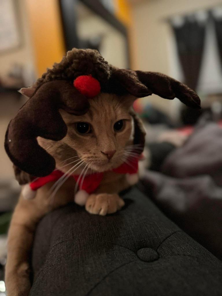 Enlarge Taco, a Adoptable mixed breed in Calgary, AB image 2/6