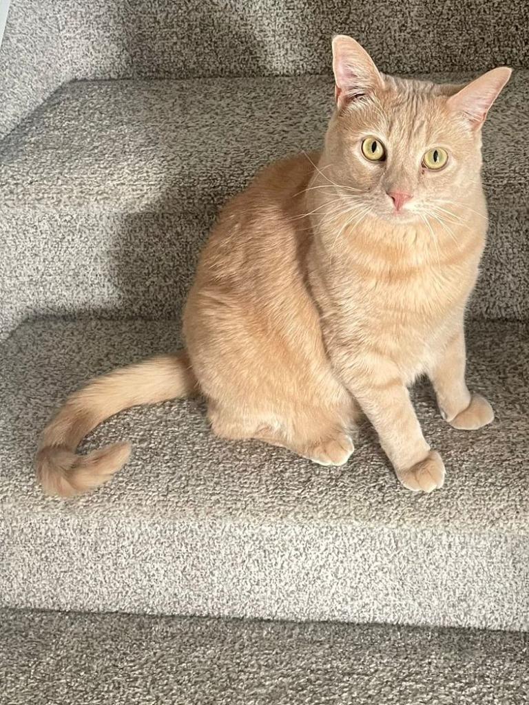 Enlarge Taco, a Adoptable mixed breed in Calgary, AB image 5/6