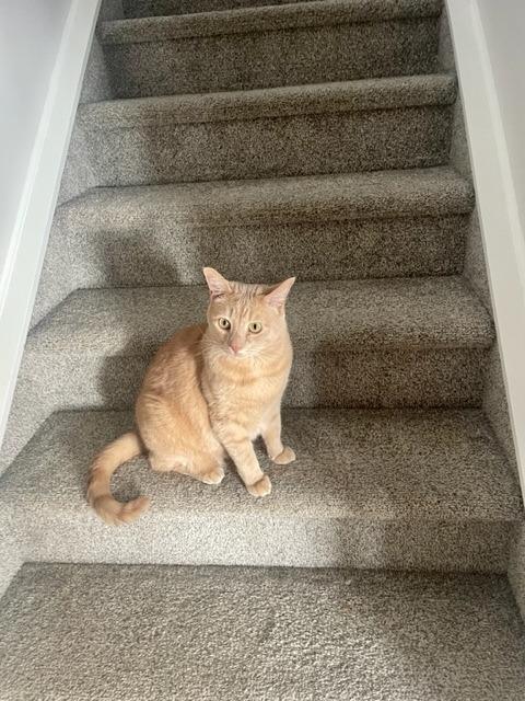 Enlarge Taco, a Adoptable mixed breed in Calgary, AB image 5/6