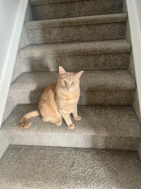 Enlarge Taco, a Adoptable mixed breed in Calgary, AB image 5/6