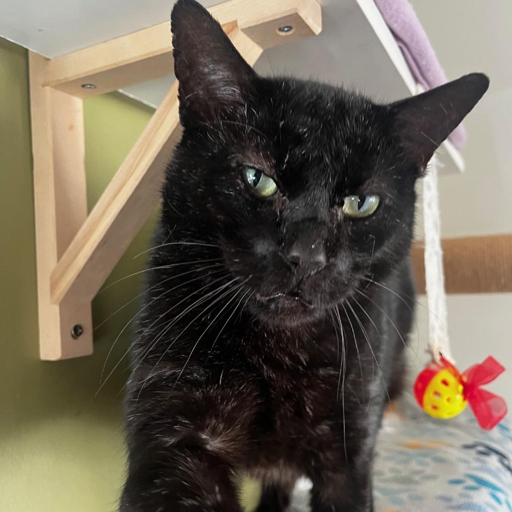 Al Gresham (I have a Secret Crush!) — thumbnail 2