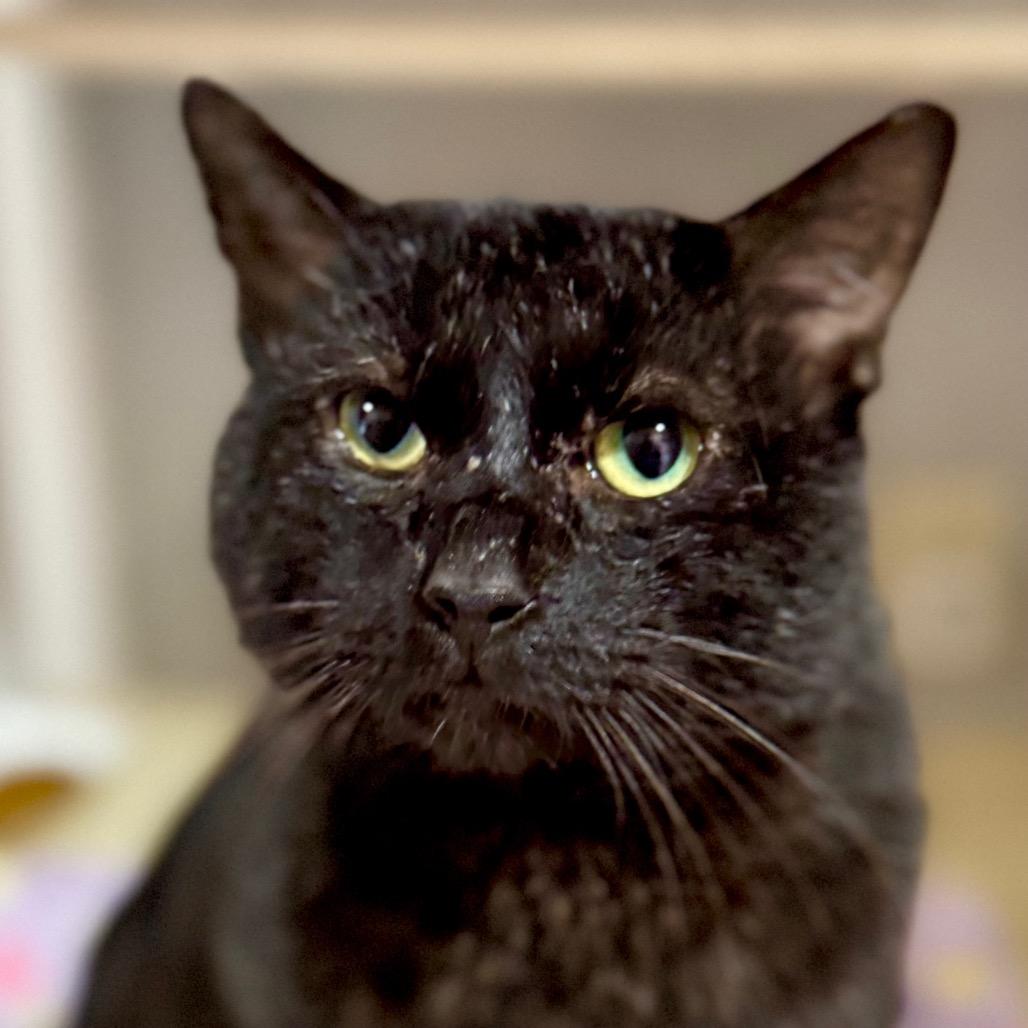 Al Gresham (I have a Secret Crush!) — thumbnail 3