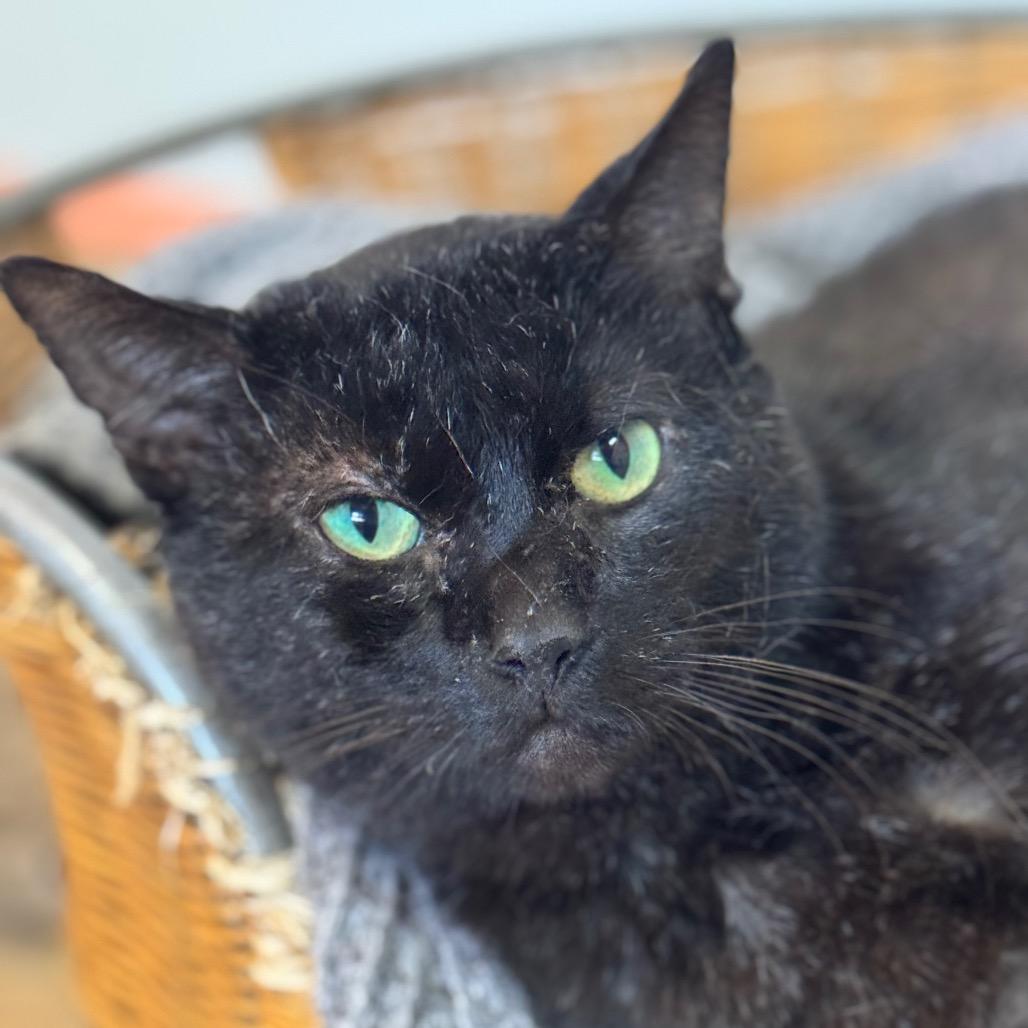 Al Gresham (I have a Secret Crush!) — thumbnail 4