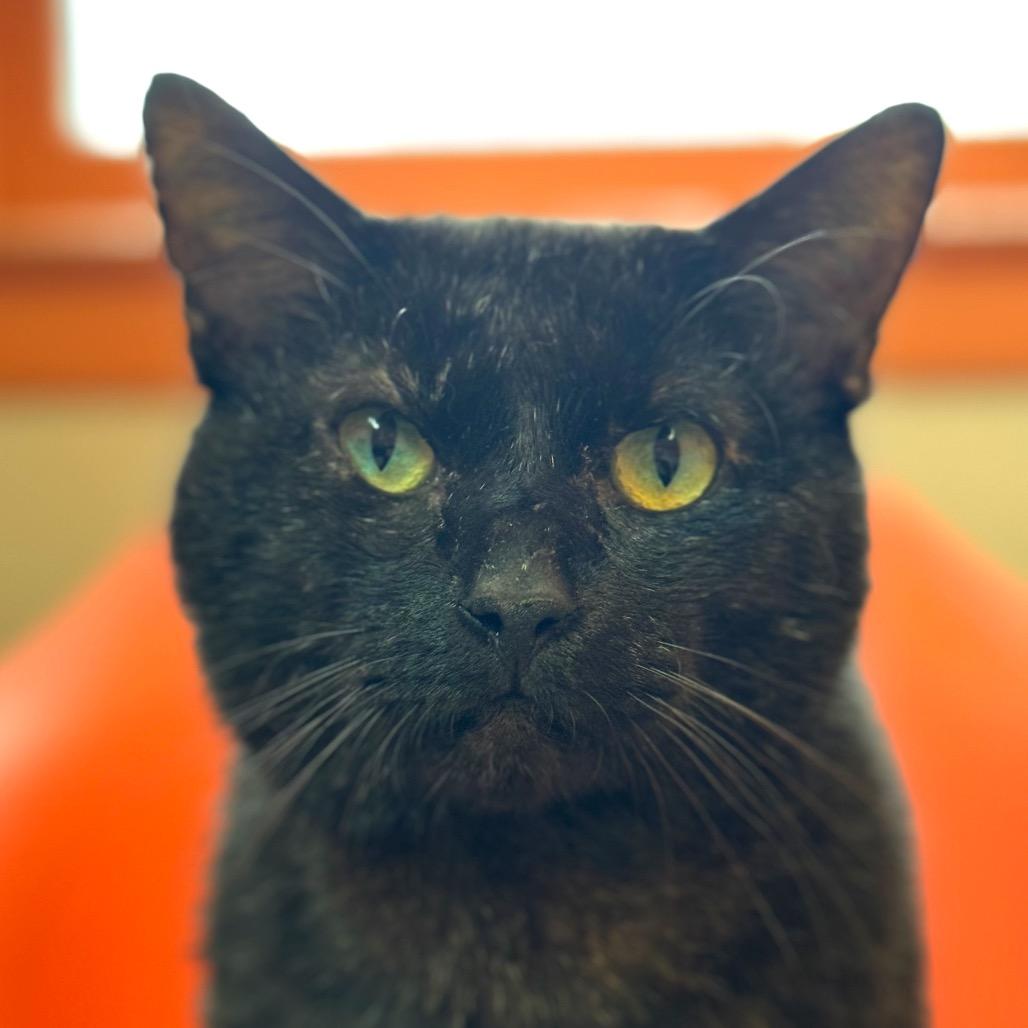 Al Gresham (I have a Secret Crush!) — thumbnail 6