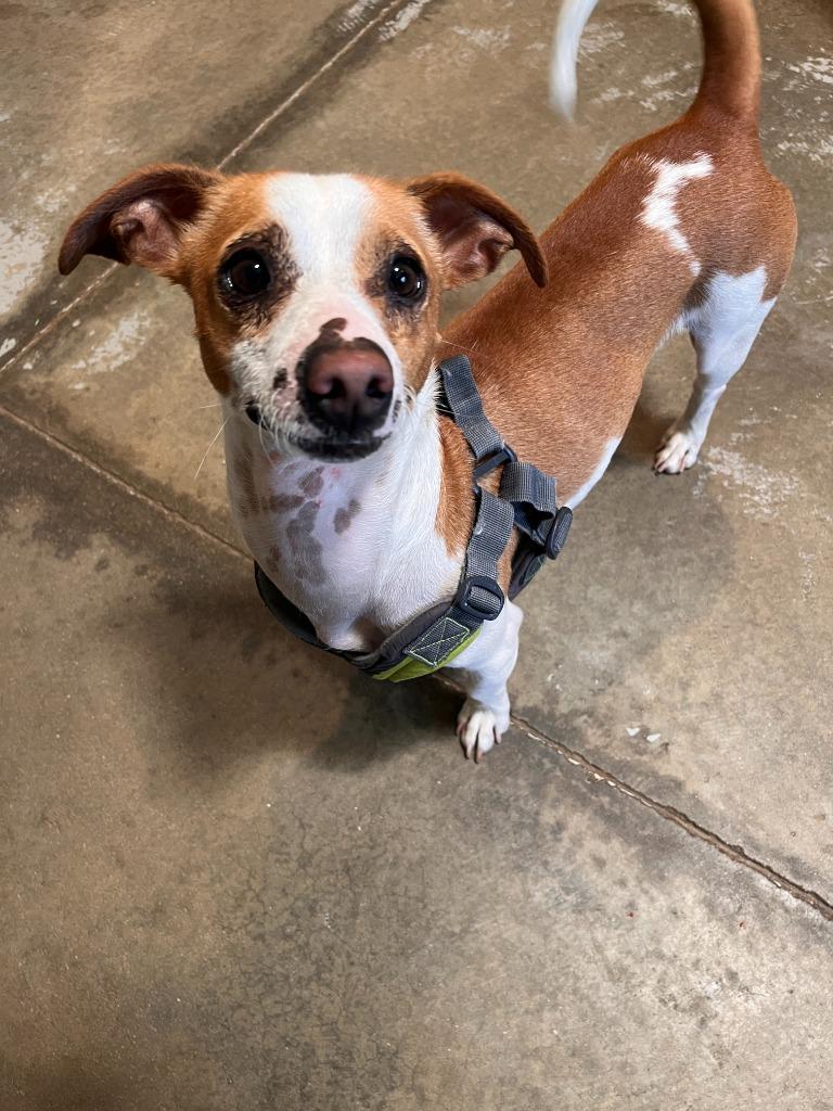 Ike, a Adoptable mixed breed in Los Angeles, CA image 1/6