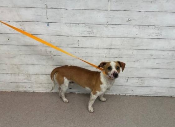 Ike, a Adoptable mixed breed in Los Angeles, CA image 2/6