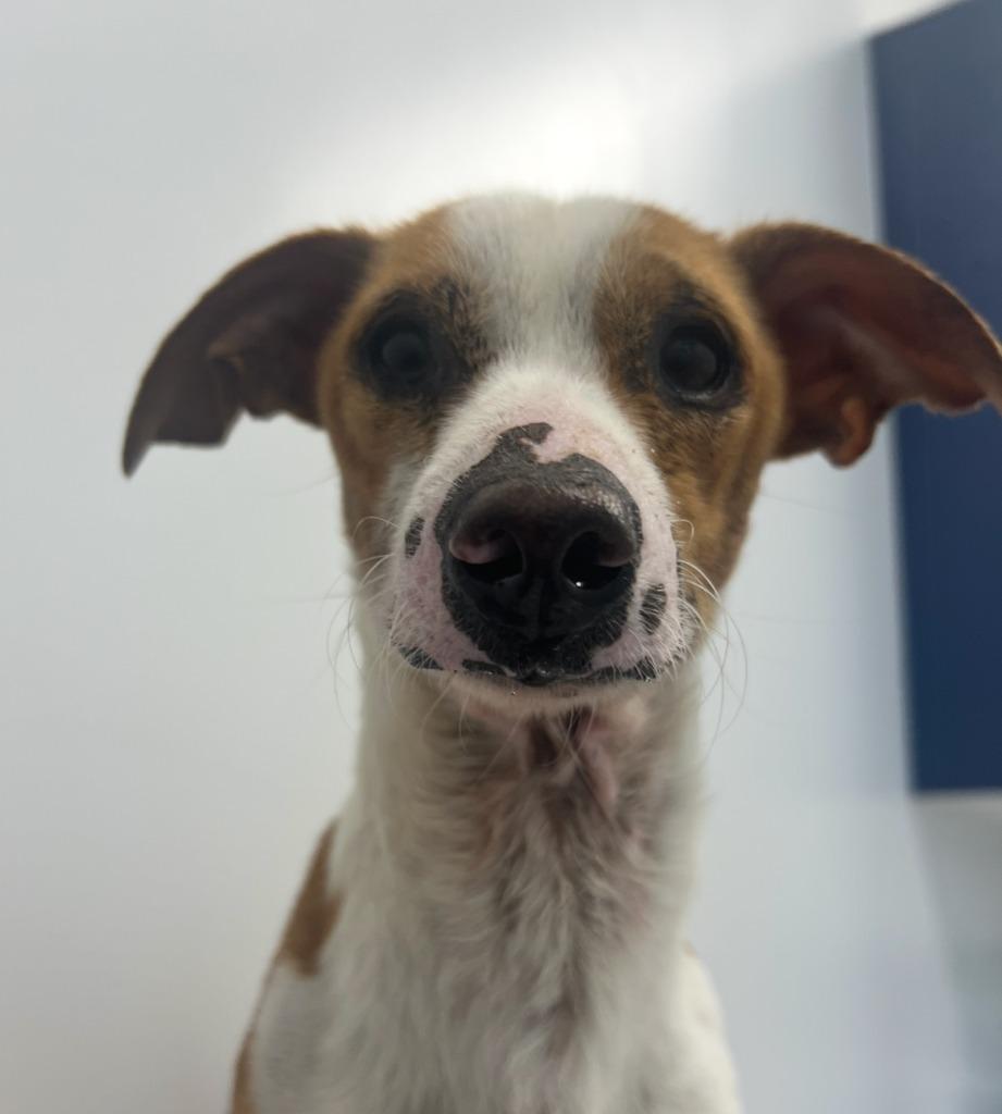 Ike, a Adoptable mixed breed in Los Angeles, CA image 3/6