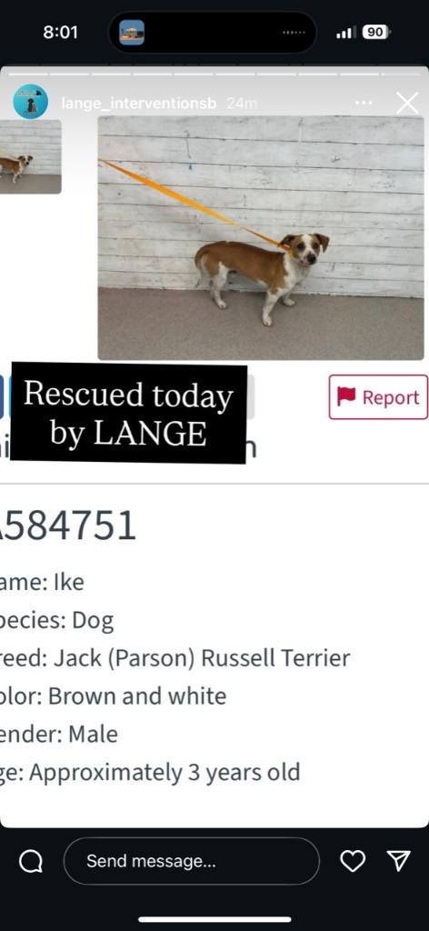 Ike, a Adoptable mixed breed in Los Angeles, CA image 4/6
