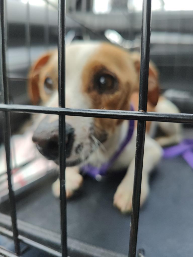 Ike, a Adoptable mixed breed in Los Angeles, CA image 5/6