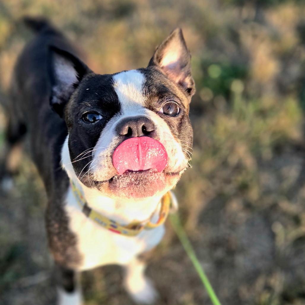 Enlarge Winston, an adopted Boston Terrier in Port Angeles, WA image 2/2