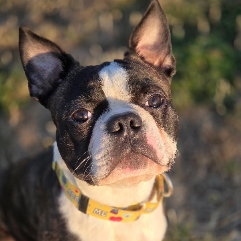 Winston, adopted, Young Male Boston Terrier.
