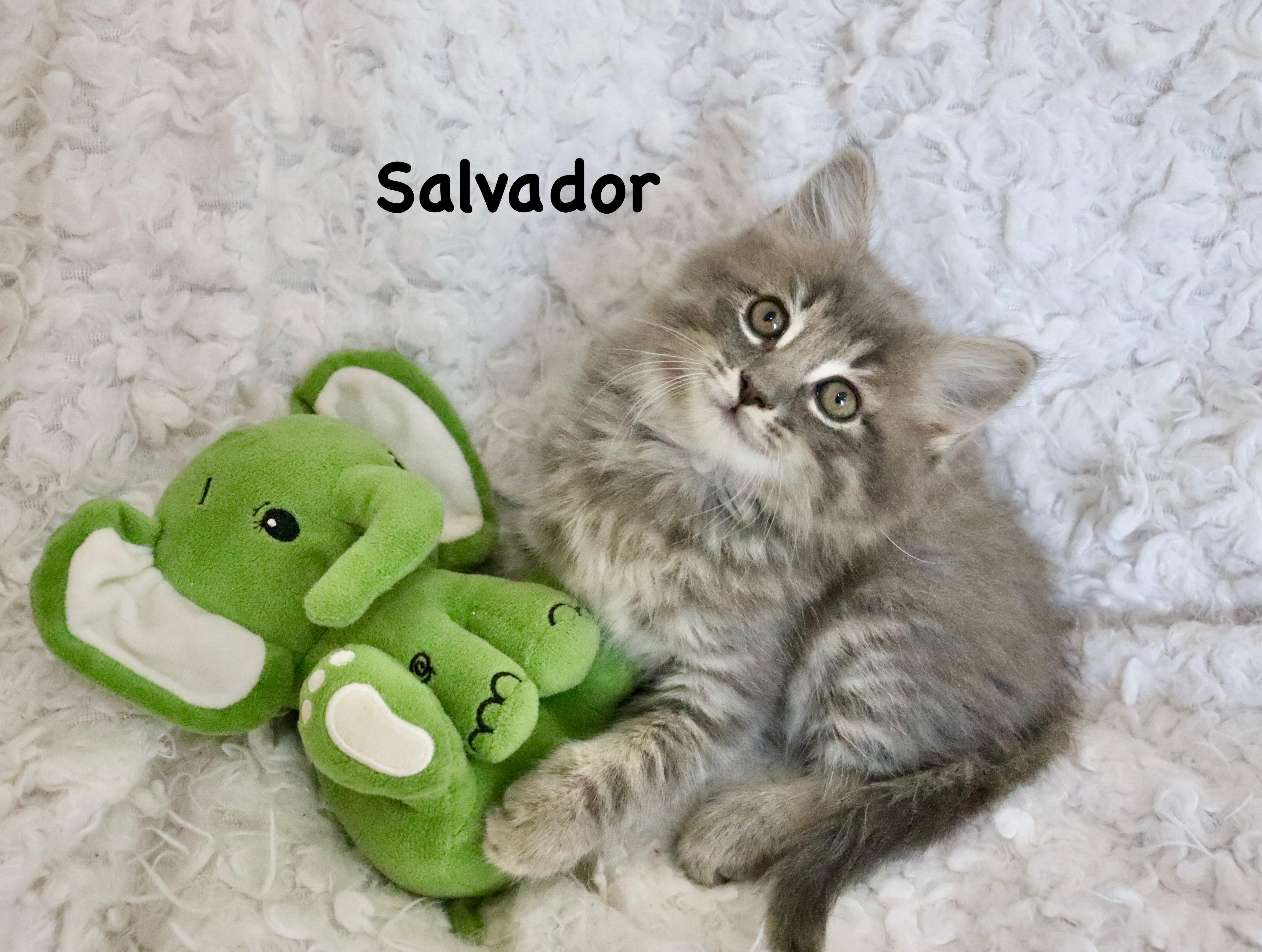 Salvador, an adopted mixed breed in Saint Augustine, FL image 1/6