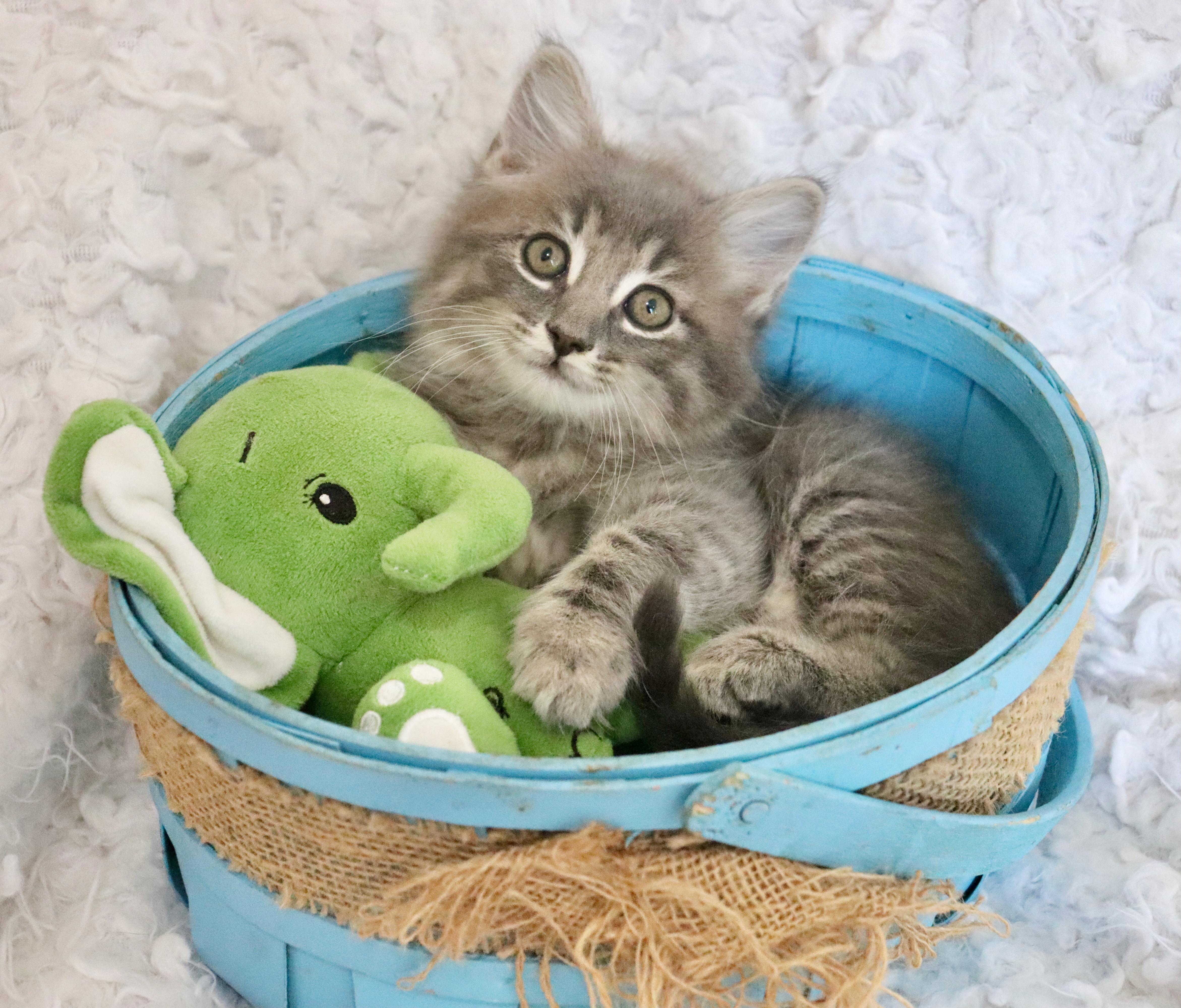 Salvador, an adopted mixed breed in Saint Augustine, FL image 5/6