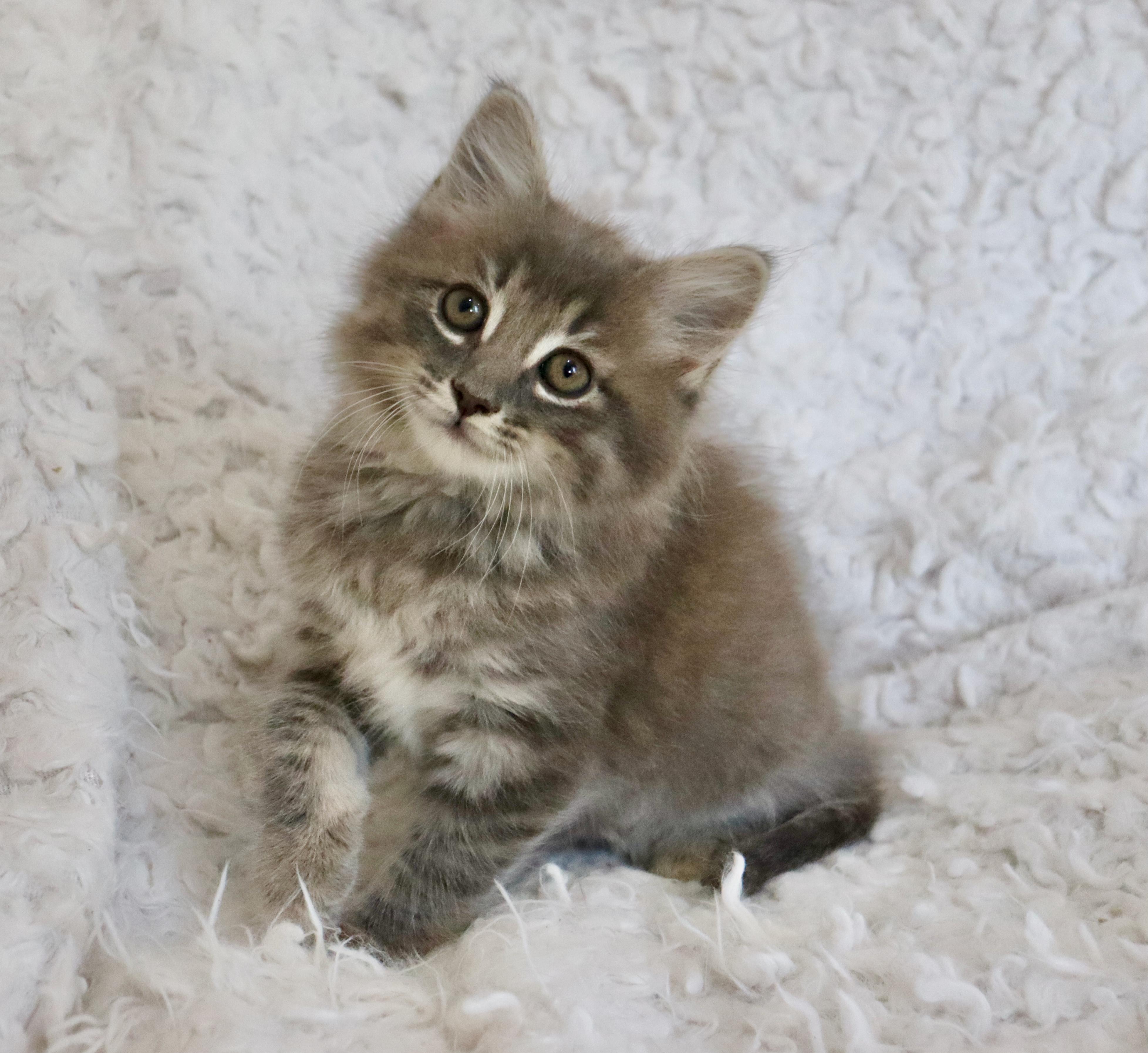 Salvador, an adopted mixed breed in Saint Augustine, FL image 6/6