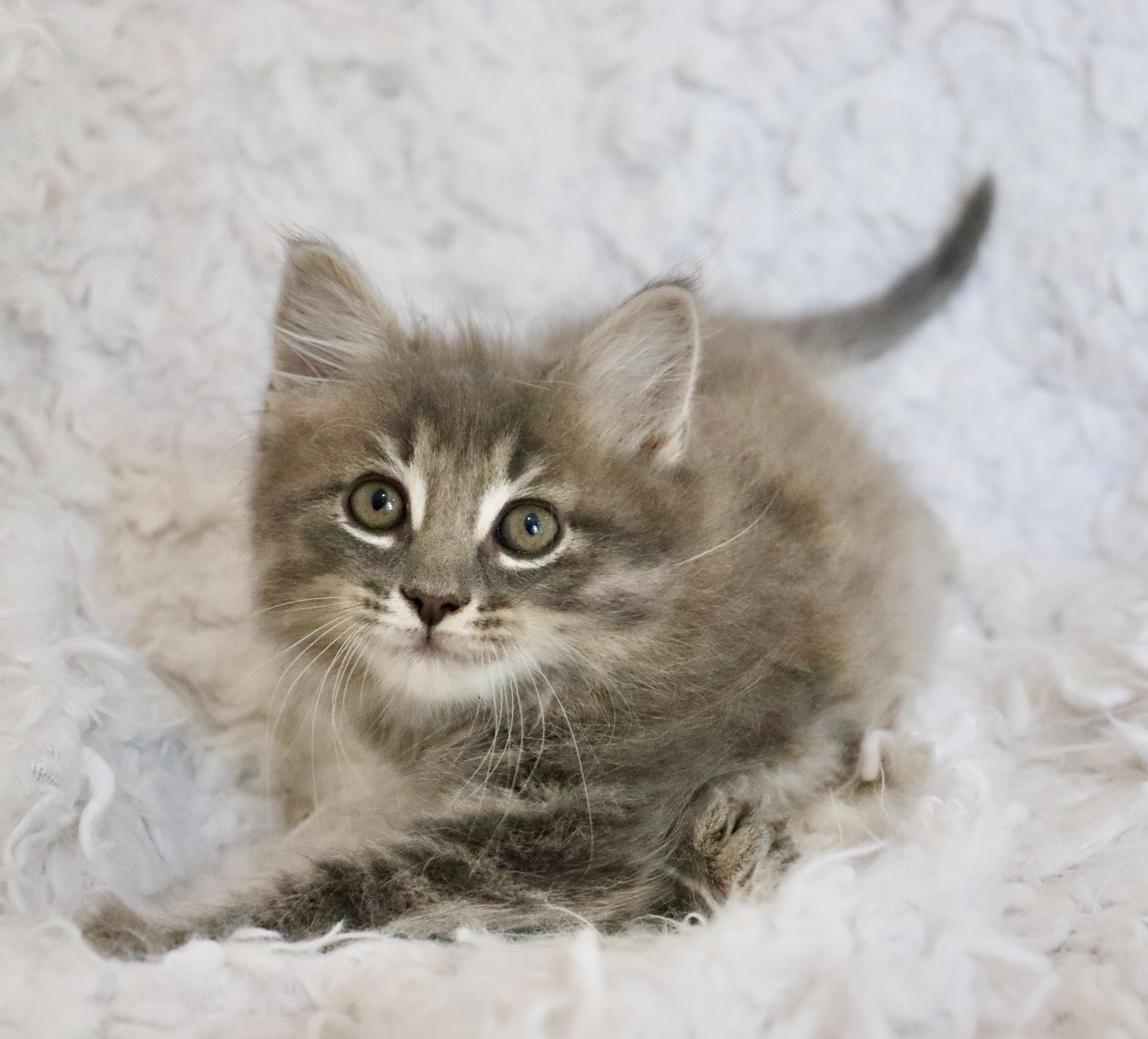 Salvador, an adopted mixed breed in Saint Augustine, FL image 2/6