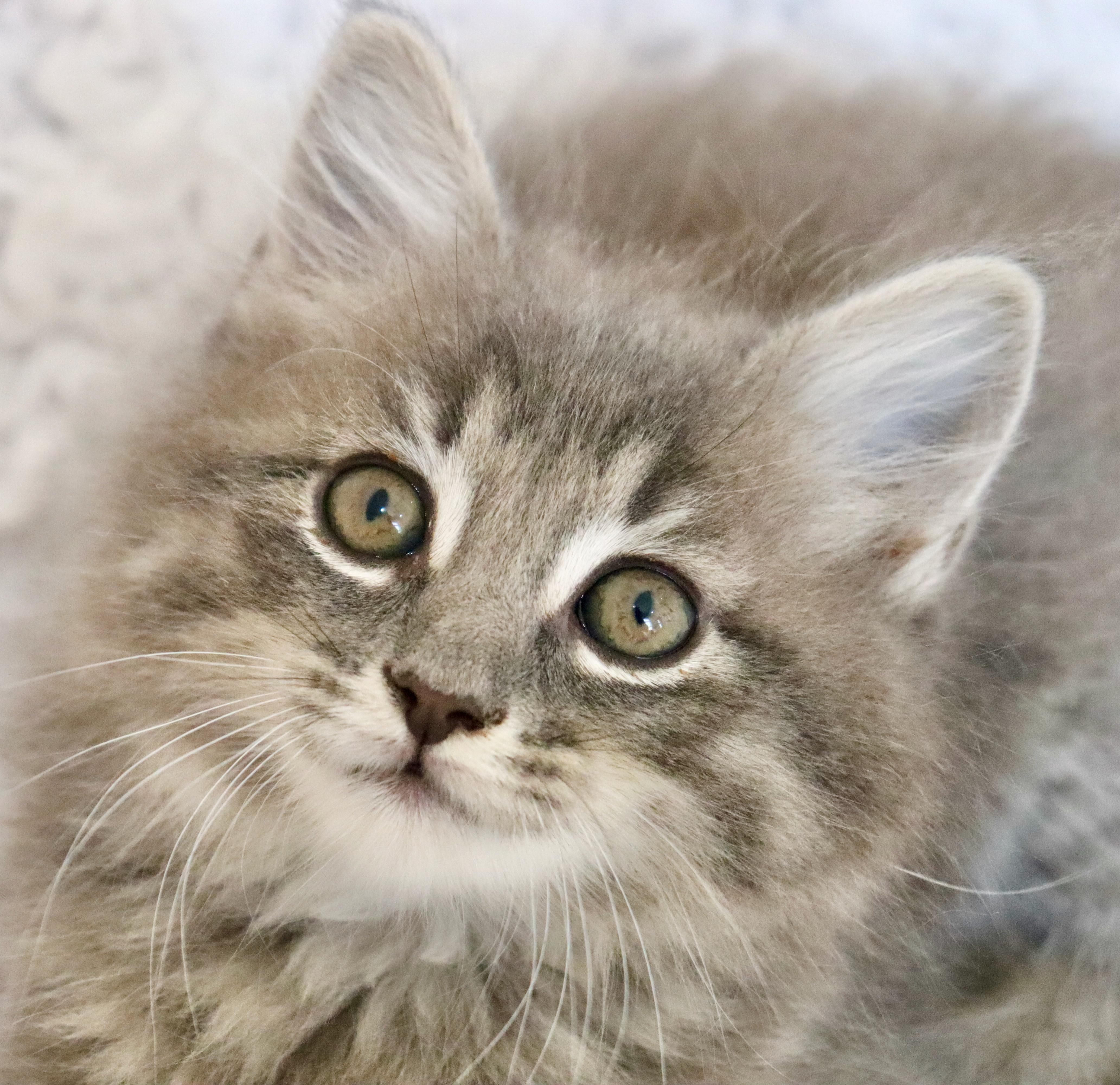 Salvador, an adopted mixed breed in Saint Augustine, FL image 3/6