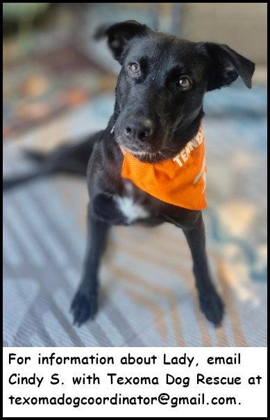 Enlarge Lady, a Adoptable Black Labrador Retriever in Oak Ridge, TN image 1/3