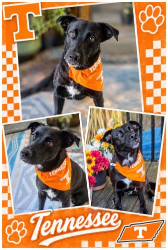 Enlarge Lady, a Adoptable Black Labrador Retriever in Oak Ridge, TN image 2/3