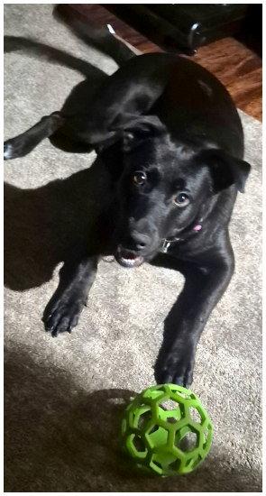 Enlarge Lady, a Adoptable Black Labrador Retriever in Oak Ridge, TN image 3/3