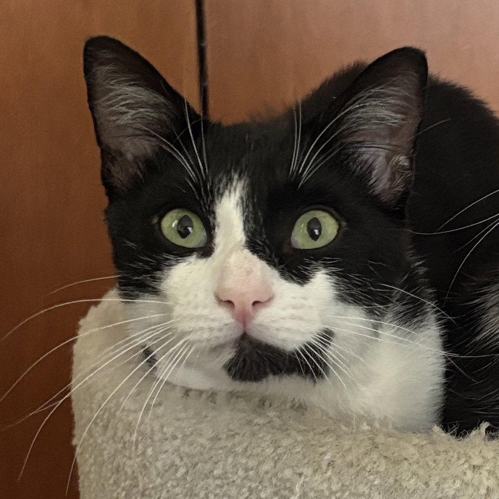 George Michael, Adoptable, Young Male Domestic Short Hair.