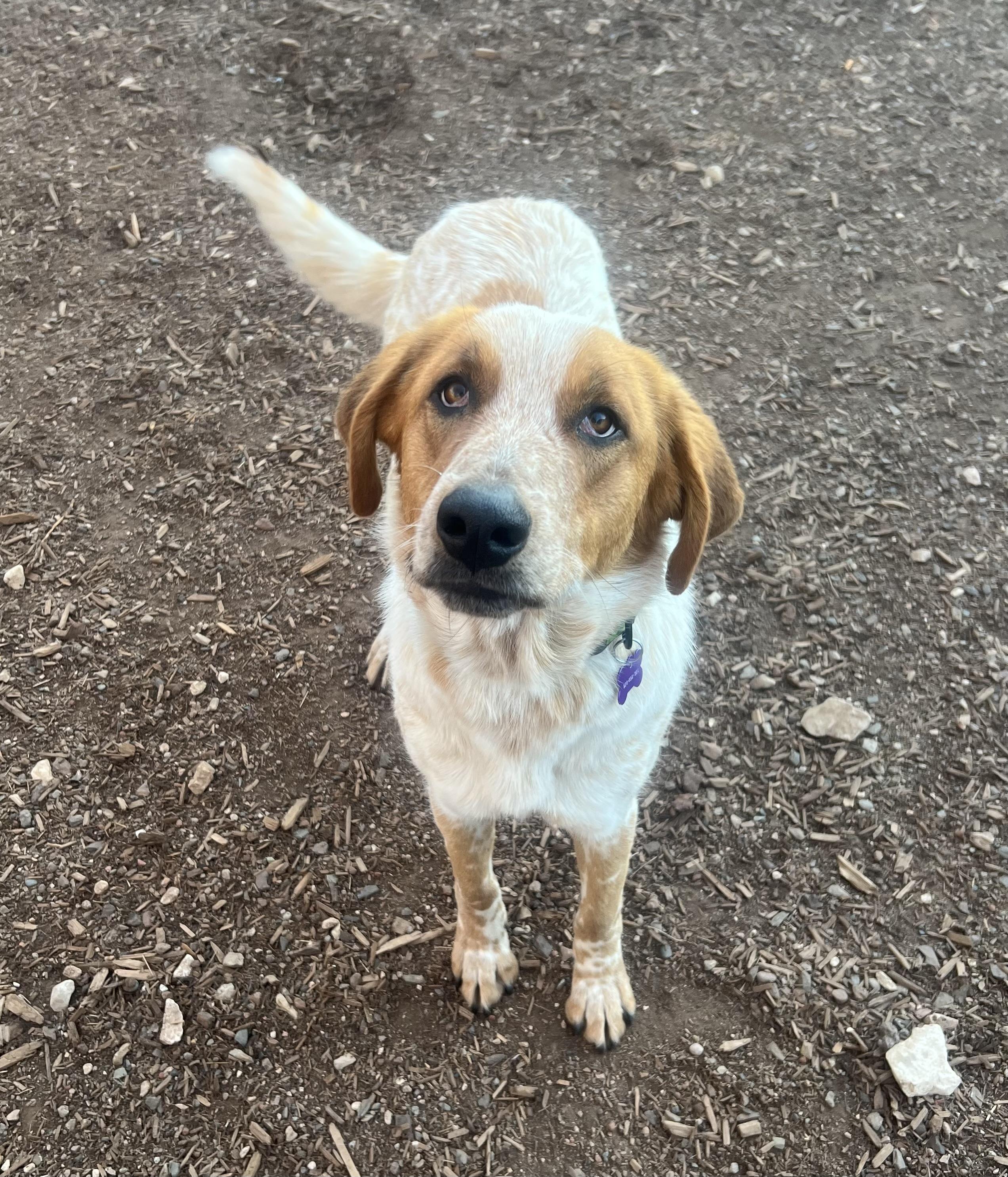 Enlarge Peggy Sue, an adoptable mixed breed in Flagstaff, AZ image 1/1