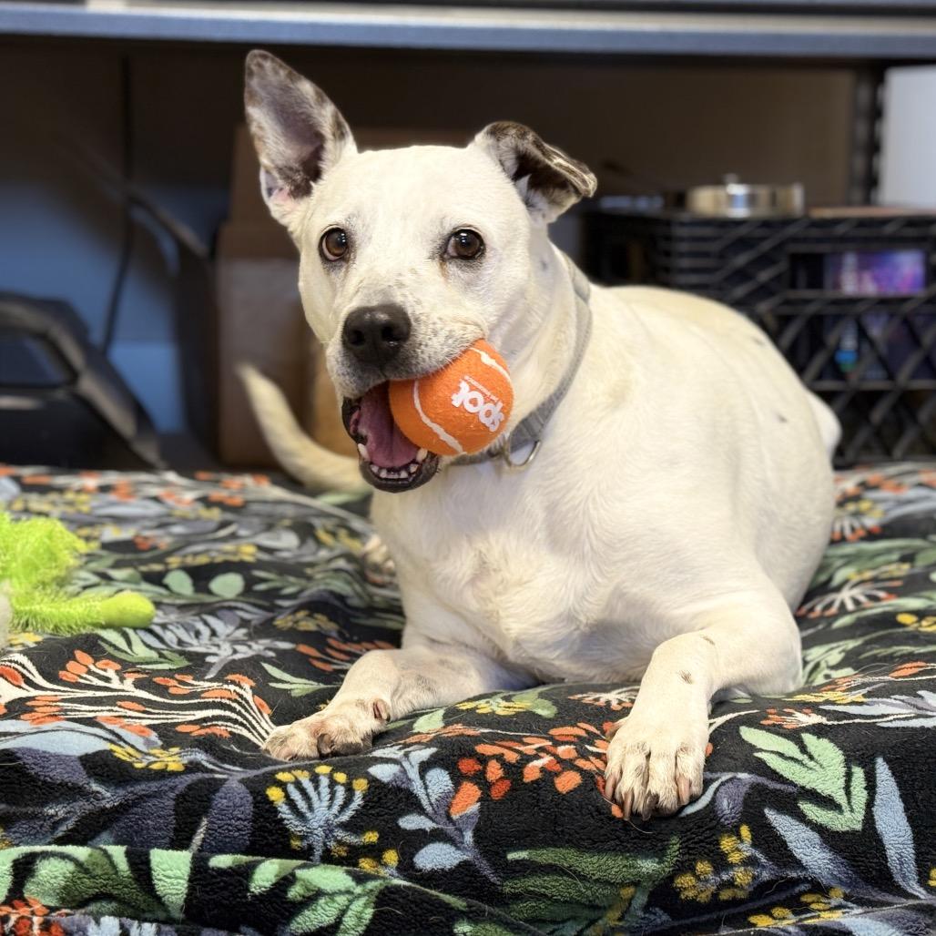 ONYX, Adoptable, Adult Female Australian Cattle Dog / Blue Heeler & Mixed Breed.