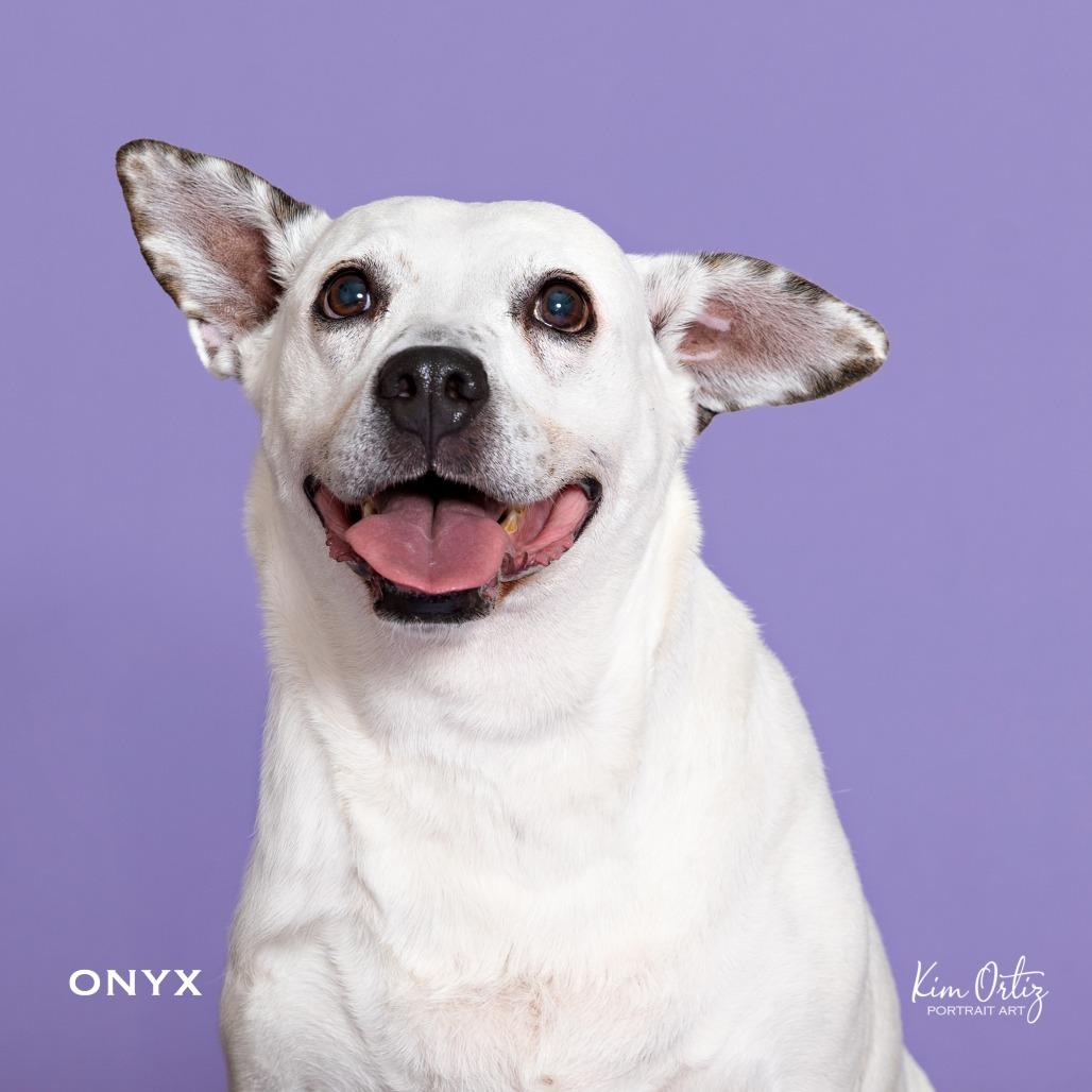 Enlarge ONYX, a Adoptable mixed breed in Kyle, TX image 2/6