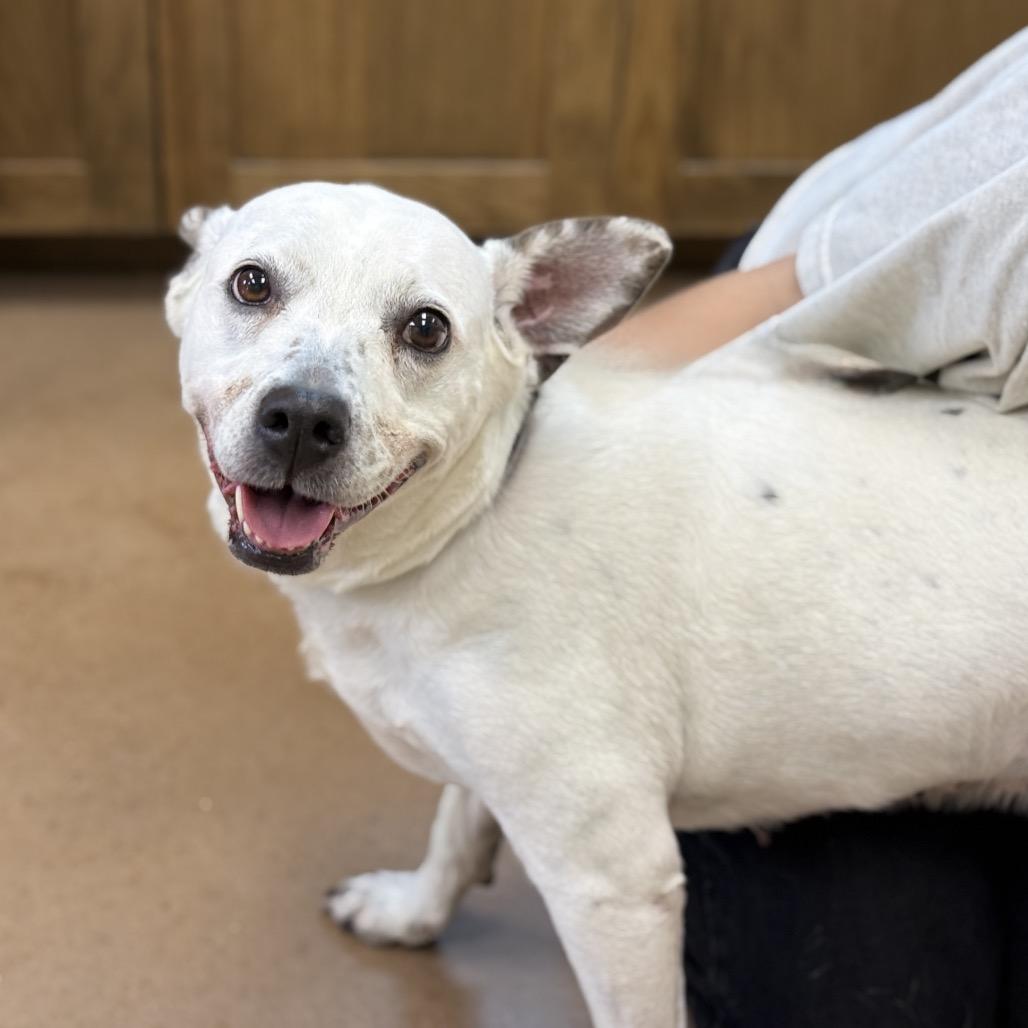 Enlarge ONYX, a Adoptable mixed breed in Kyle, TX image 3/6