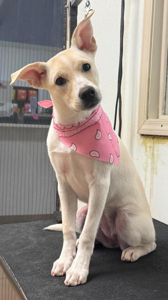 M&M, a Adoptable mixed breed in Newnan, GA image 1/3