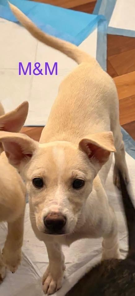 M&M, a Adoptable mixed breed in Newnan, GA image 1/2