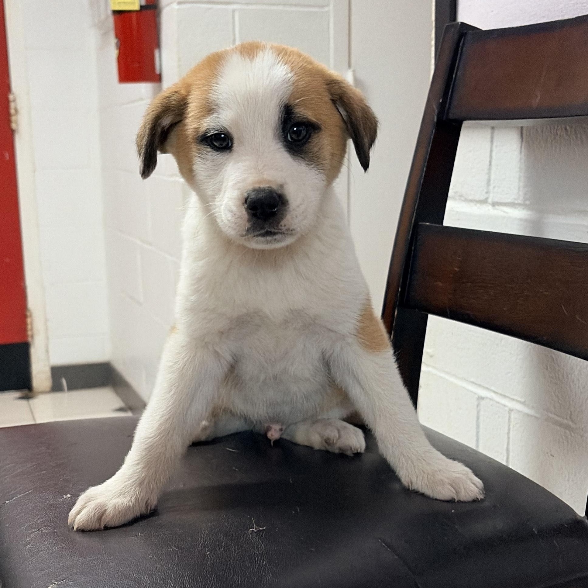 Cinder, ADOPTABLE, Young Male Labrador Retriever.