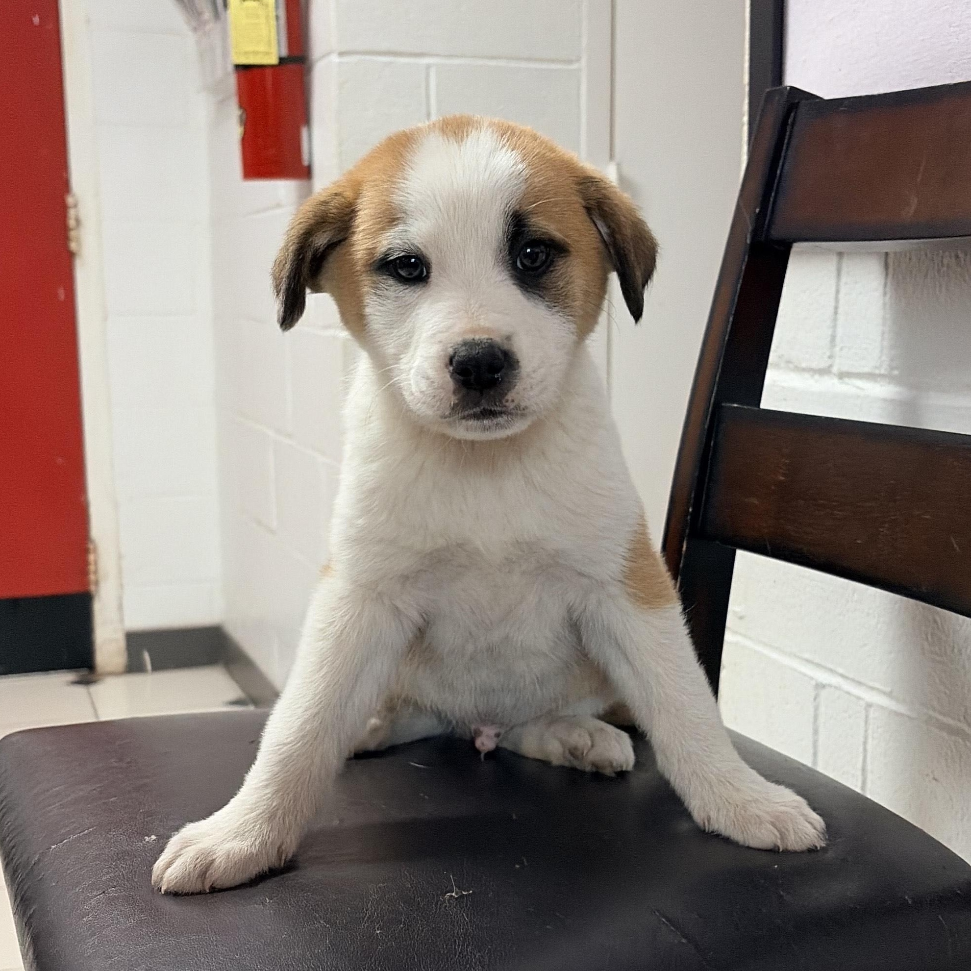 Enlarge Cinder, a ADOPTABLE mixed breed in Carthage, NC image 2/2