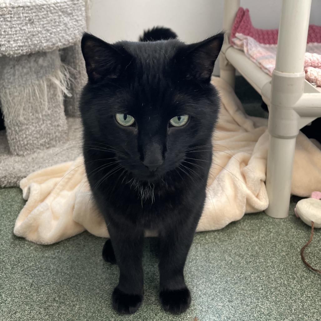 Dennis, Adoptable, Adult Male Domestic Short Hair.