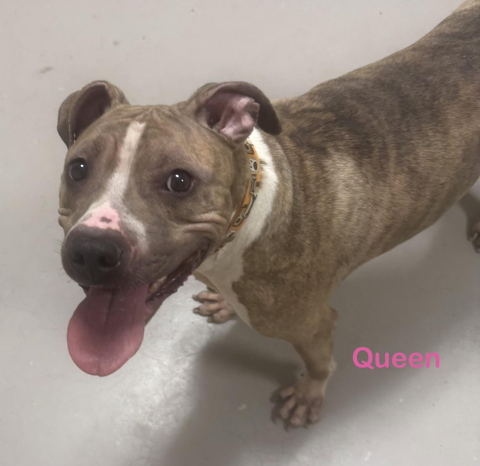 Queen AVAILABLE , ADOPTABLE, Adult Female American Bully.
