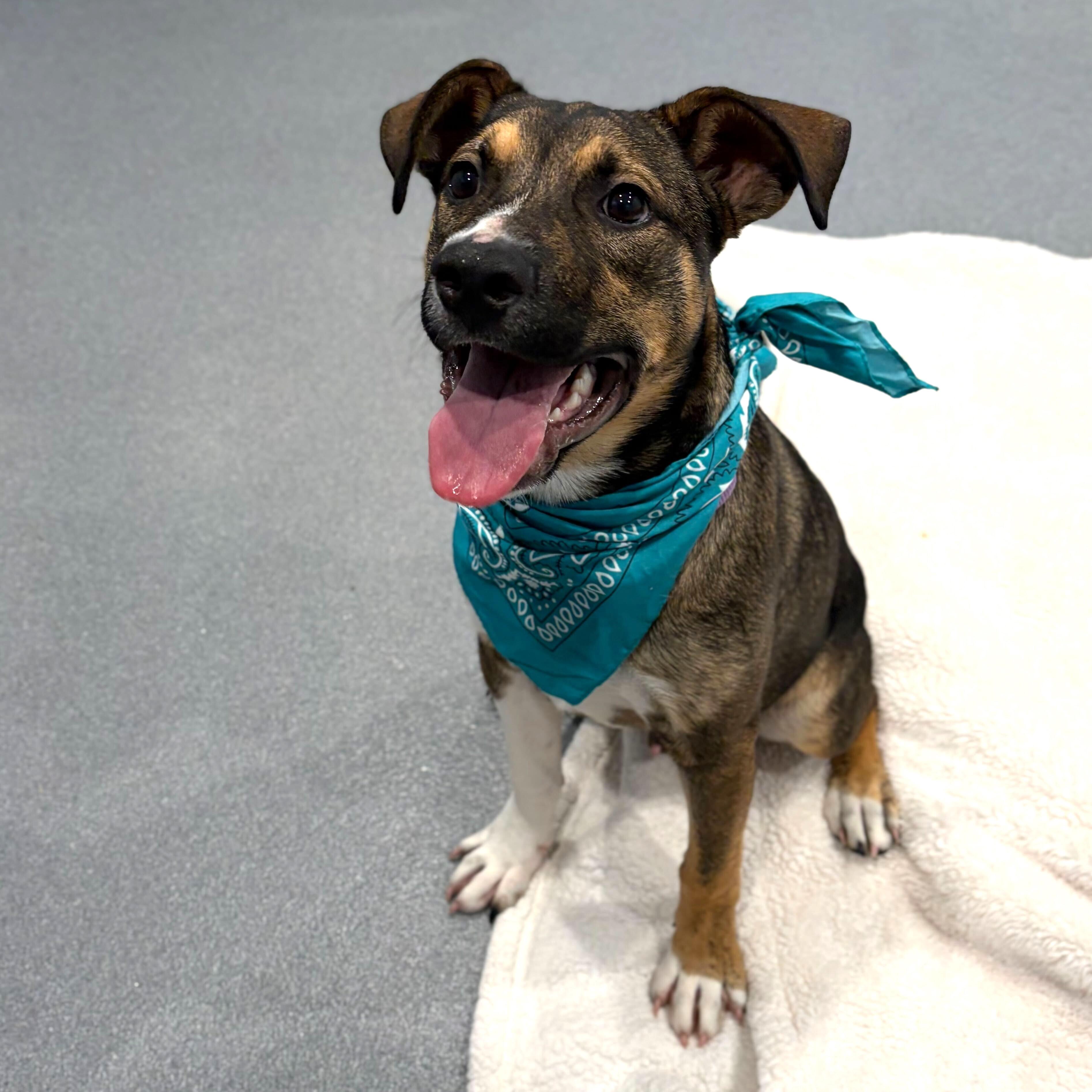 Enlarge Barnabas, a Adoptable Mixed Breed in Canal Winchester, OH image 6/6
