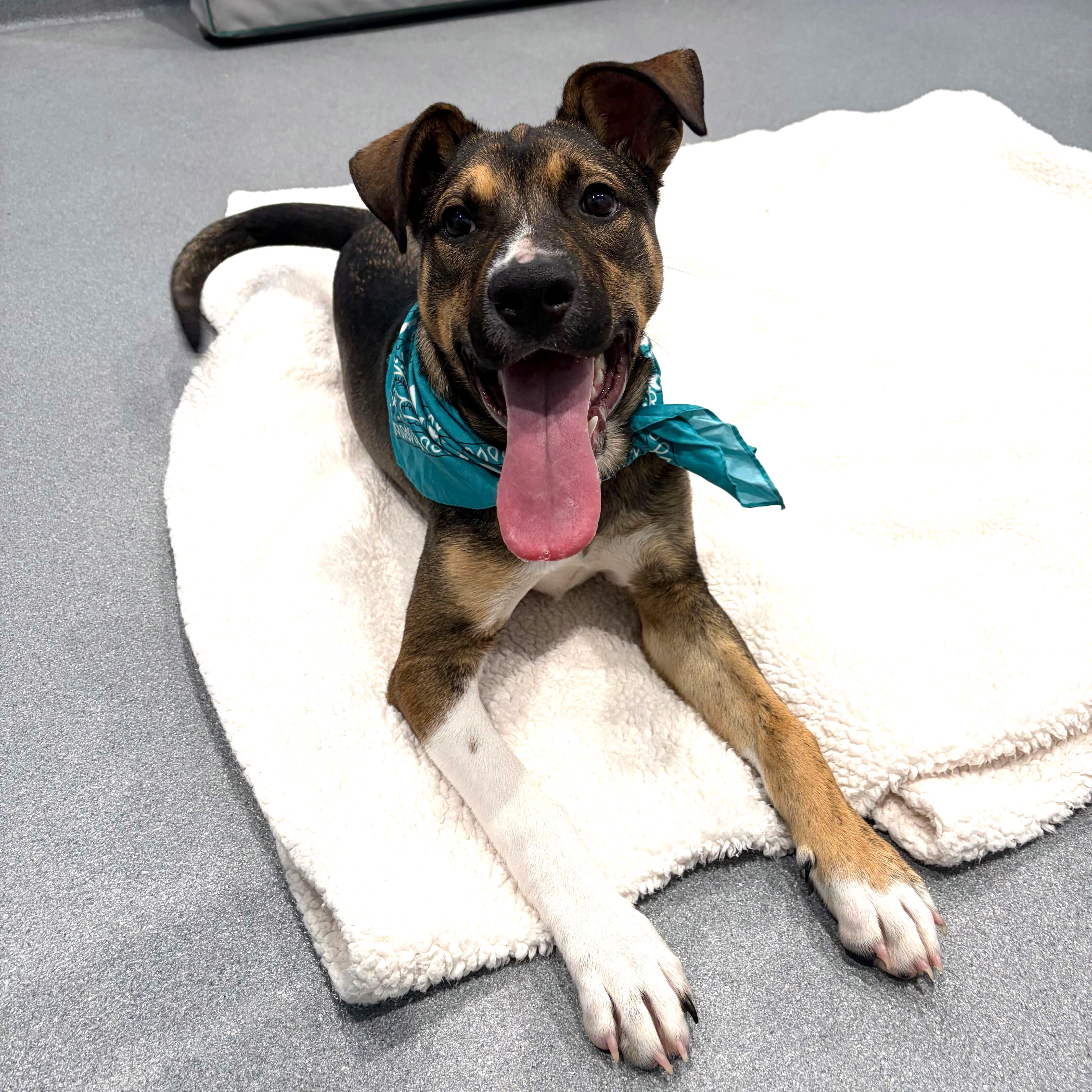 Enlarge Barnabas, a Adoptable Mixed Breed in Canal Winchester, OH image 3/6
