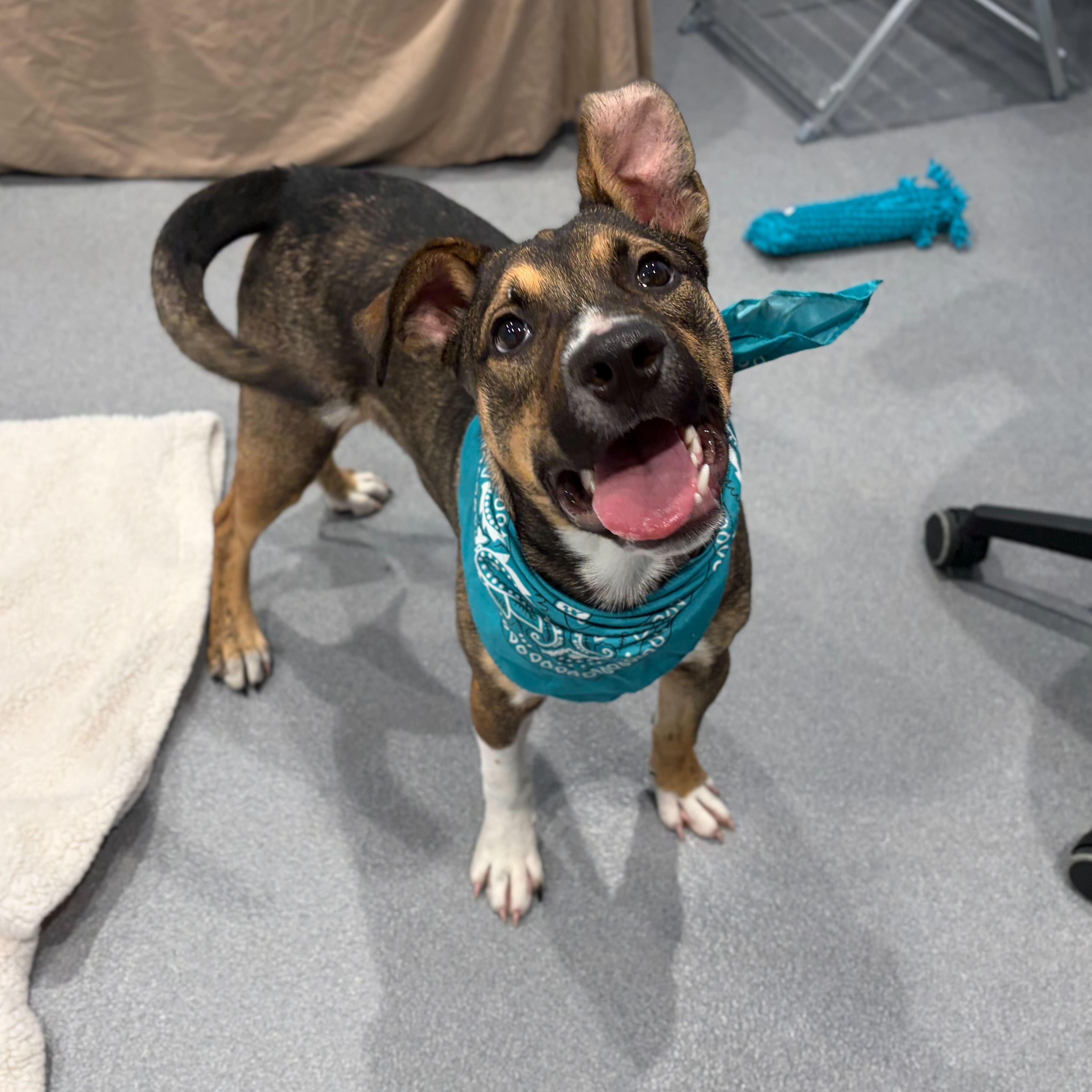 Enlarge Barnabas, a Adoptable Mixed Breed in Canal Winchester, OH image 4/6