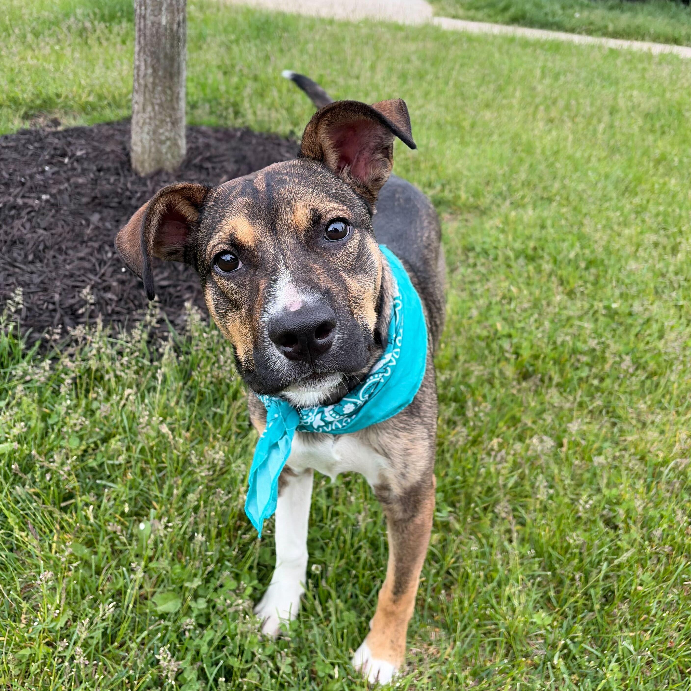Enlarge Barnabas, a Adoptable Mixed Breed in Canal Winchester, OH image 5/6