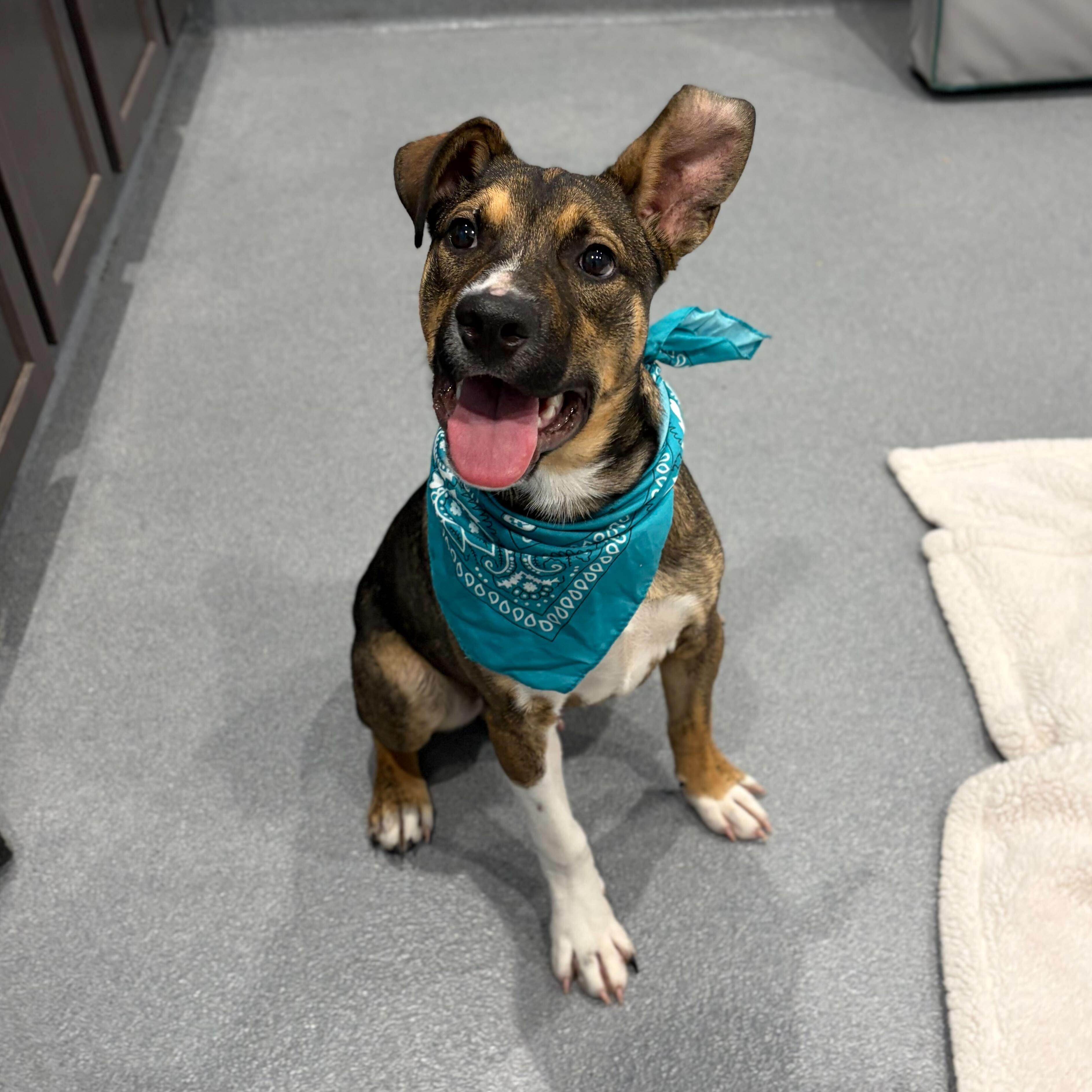 Barnabas, Adoptable, Young Male Mixed Breed.