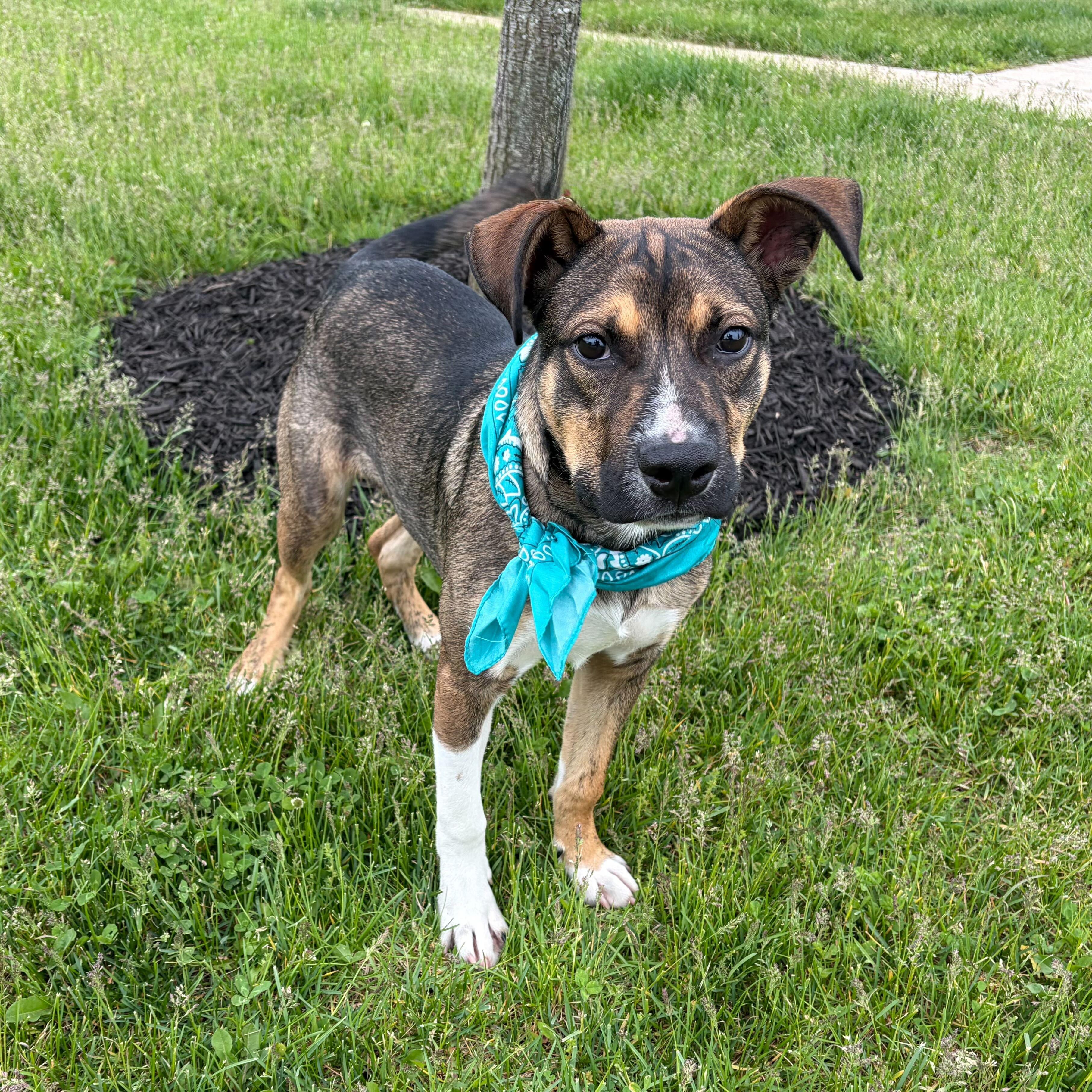 Enlarge Barnabas, a Adoptable Mixed Breed in Canal Winchester, OH image 2/6