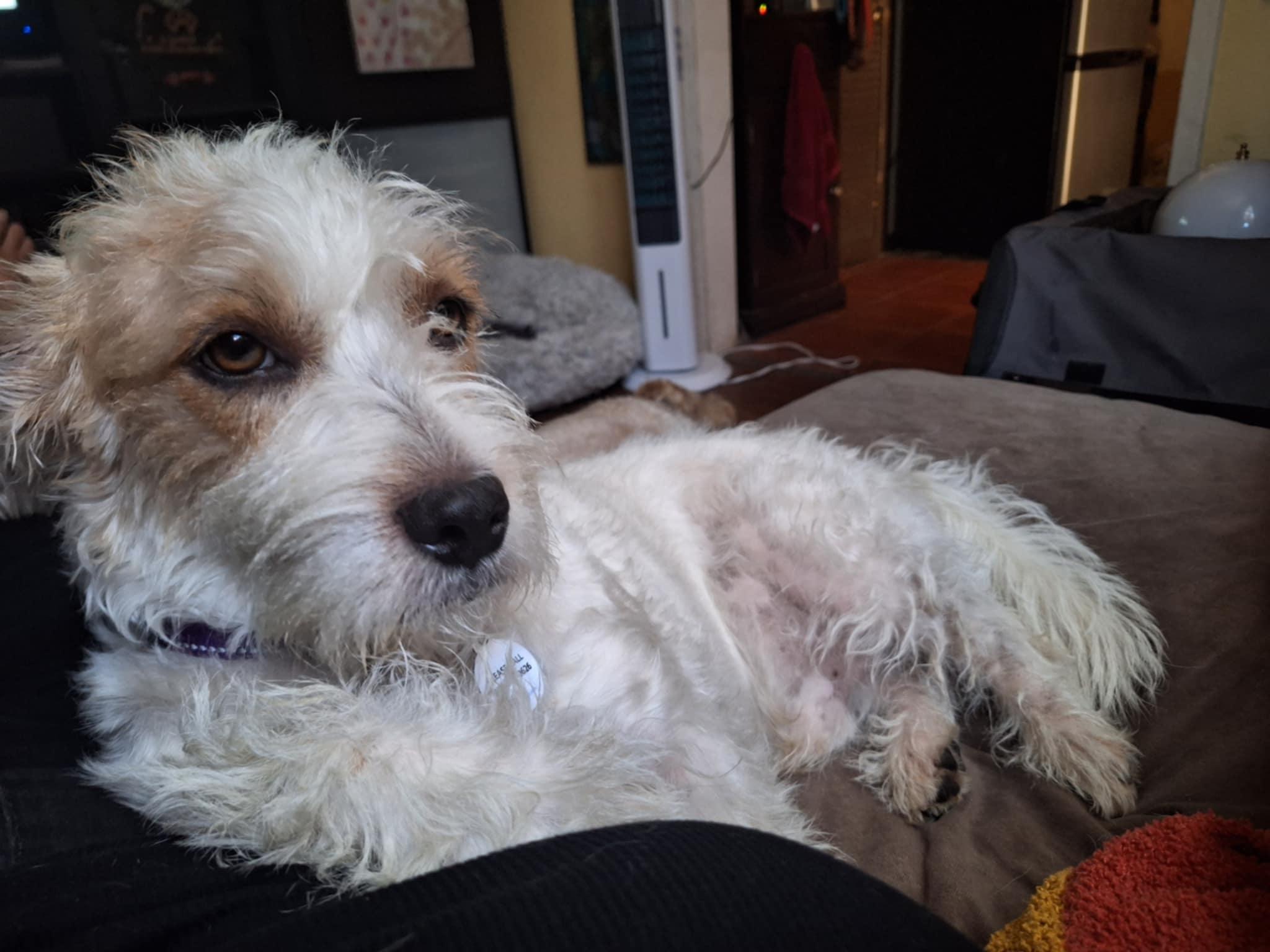 Max, a Adoptable mixed breed in Covina, CA image 5/6