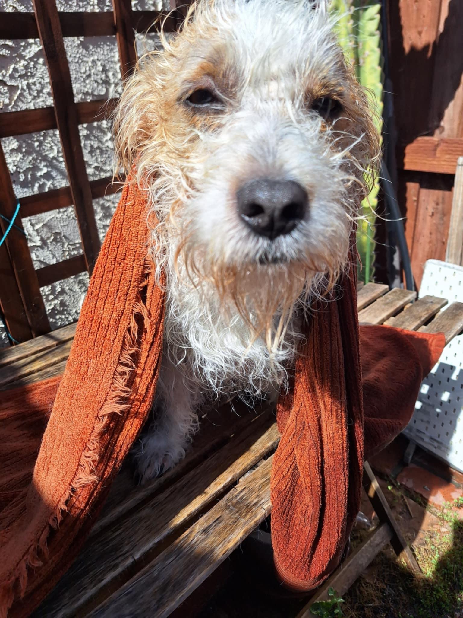 Max, a Adoptable mixed breed in Covina, CA image 6/6