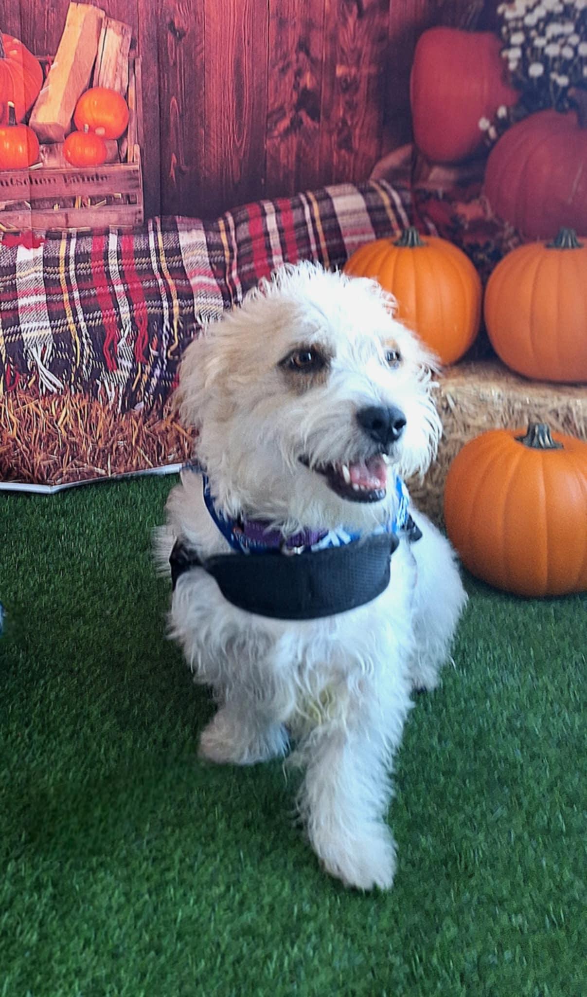 Max, Adoptable, Adult Male Poodle & Mixed Breed.