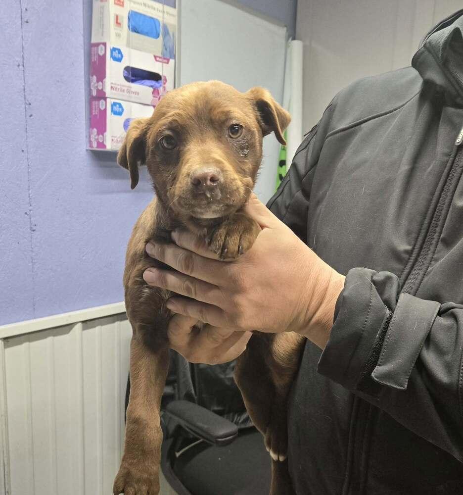 Enlarge Raggedy Ann, a Adoptable mixed breed in Waverly, OH image 1/1