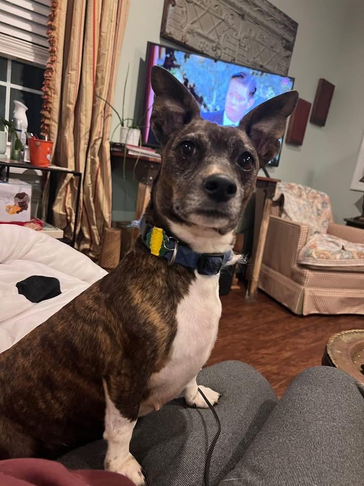 Enlarge Trick, a ADOPTABLE mixed breed in Knoxville, TN image 1/1