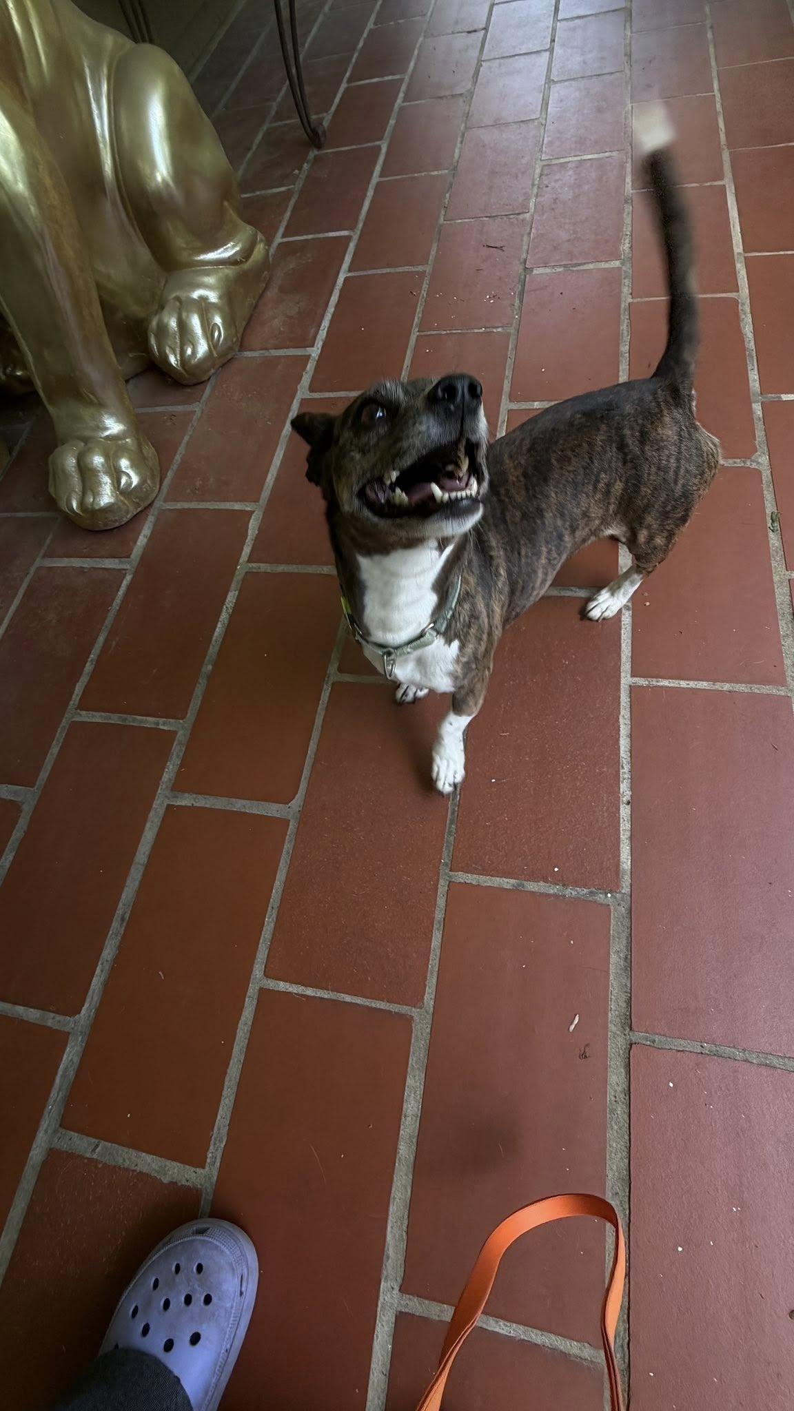 Trick, a ADOPTABLE mixed breed in Knoxville, TN image 2/4